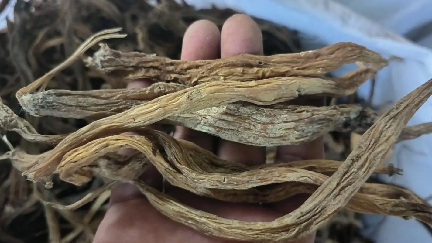 百部与骨碎补 野生药材的原产地采购之道