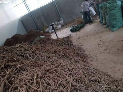 高品质续断大量收购与出售——稳定供应优质中草药材