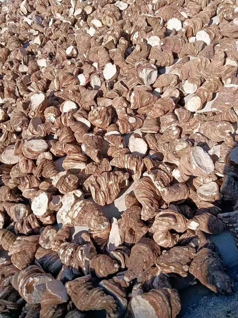 滇重楼 中药材种植的致富新宠，优质货源诚寻长期合作